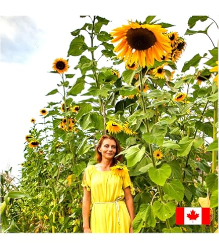 Rainbow Sunflower Seeds Collection, 100+ Seeds, Multi